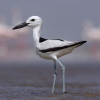 Crab-Plover